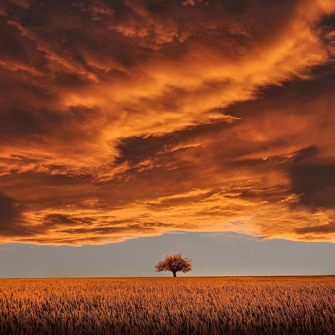 Baum im Sonnenuntergang