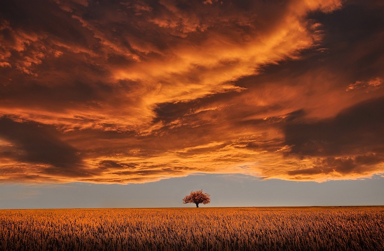 Baum im Sonnenuntergang