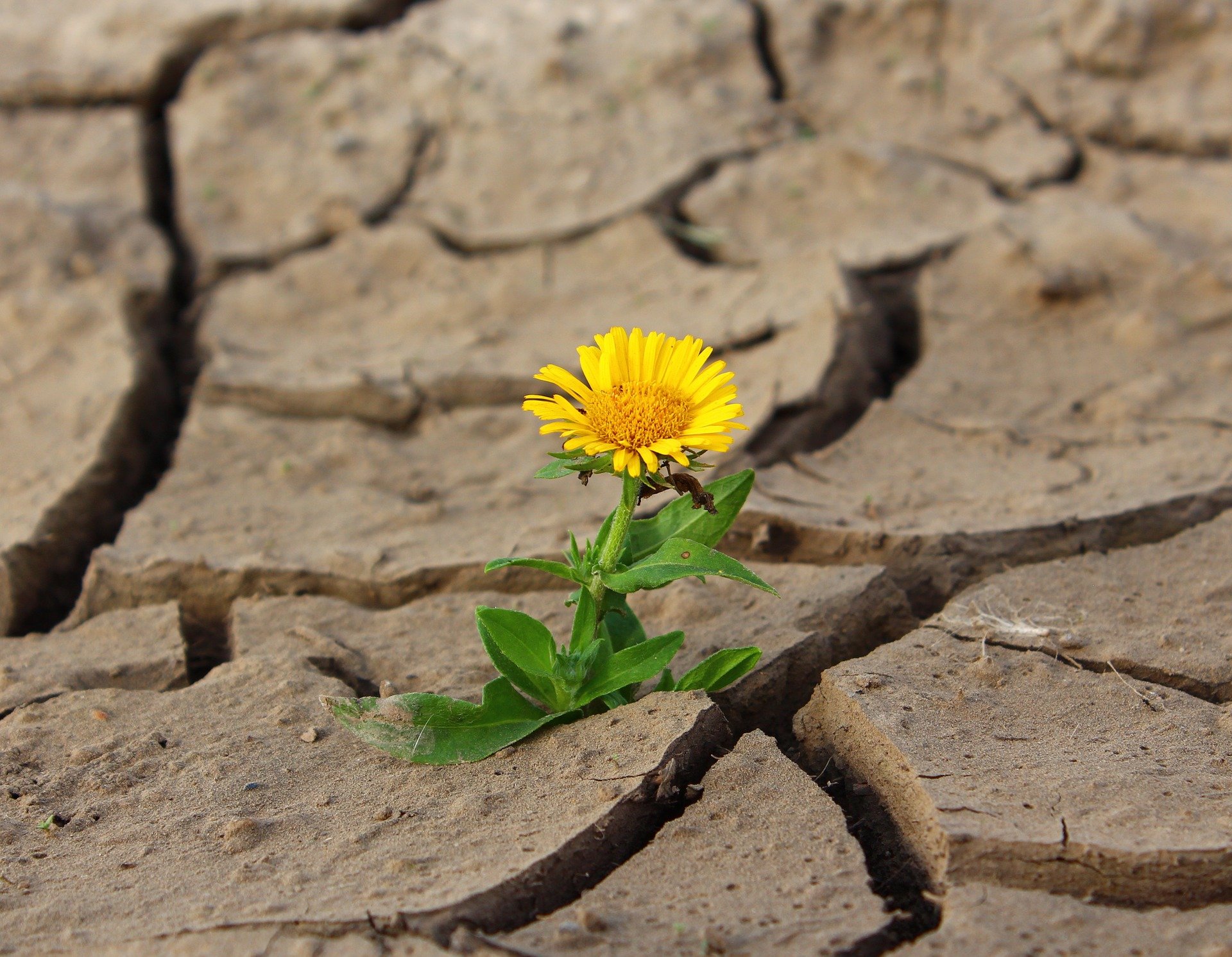 Blume in der Dürre