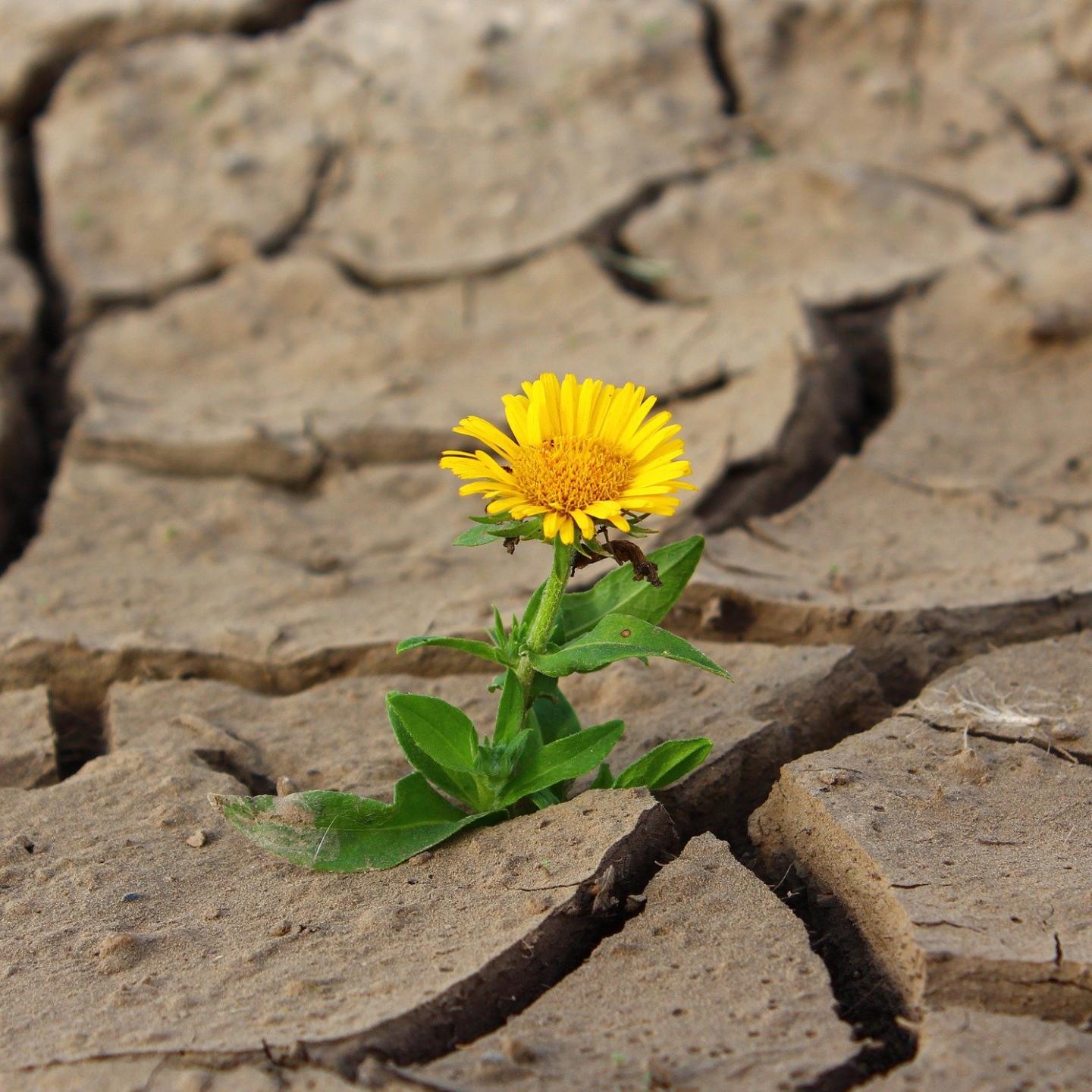 Blume in der Dürre